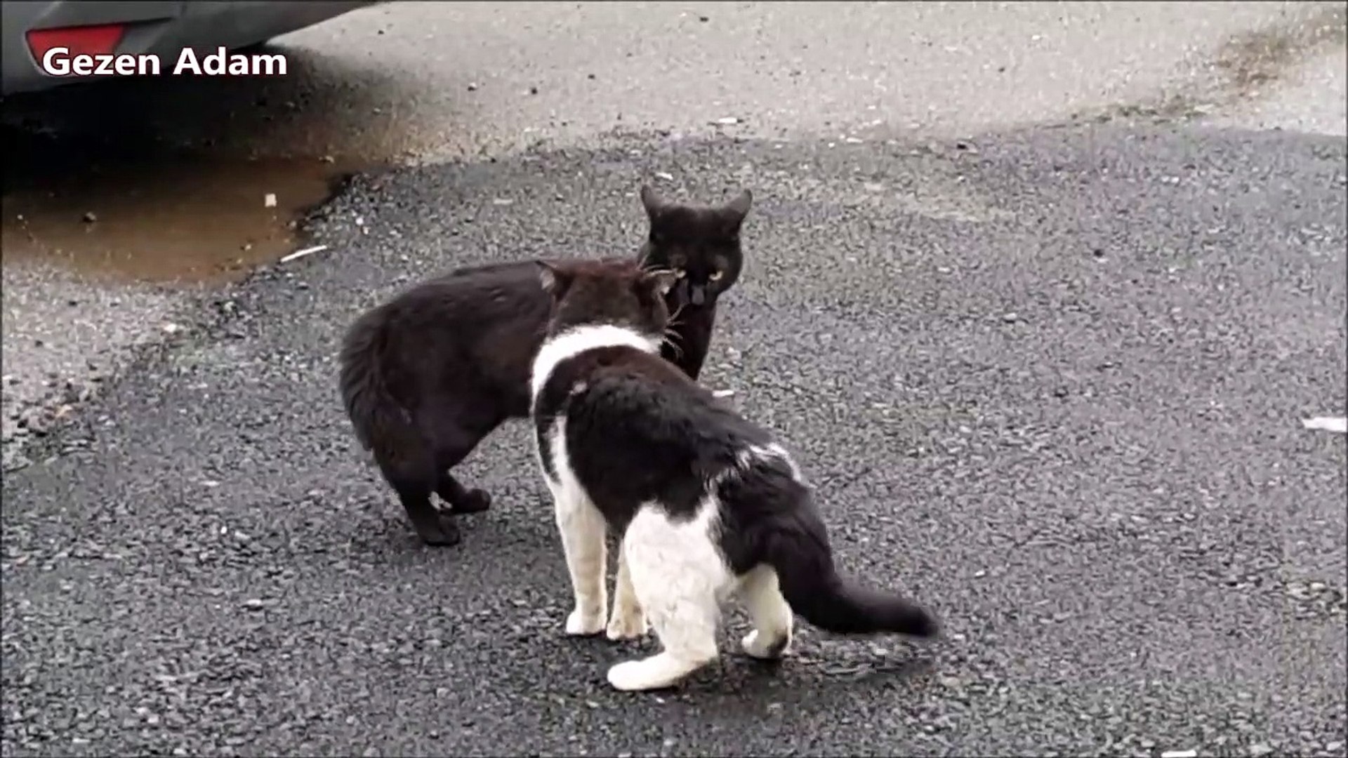 cat, cats, kitten, kittcat, cats, 2022##//