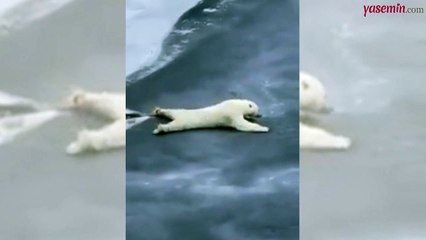 İnce bir buz kütlesini kırmadan geçebilen kutup ayısı 'Sübhanallah' dedirtti!