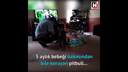 Minik bebeği koruma altına alan pitbull