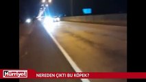 Nereden çıktı bu köpek?