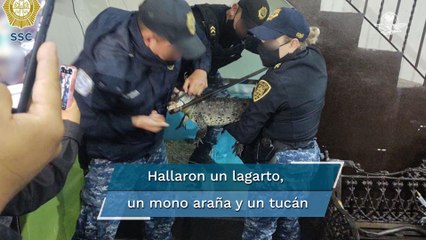 Tras cateo a banda "Los Diamantes”, aseguran animales exóticos, drogas y armas