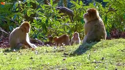 Berat hewan yang sudah dikenal: Gajah ,sapi ,babi ,kuda ,ayam, kucing ,bebek