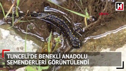 Benekli Anadolu semenderleri görüntülendi