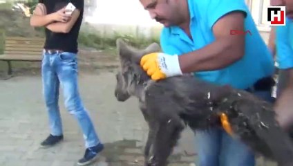Yavru ayıya önce gençler sonra belediye sahip çıktı
