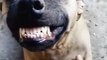 perfect smile of dog #shorts #dog #puppy #puppies #puppylove #viral #tiktok #trending