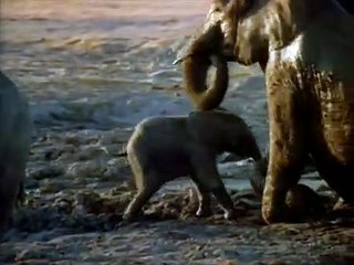 Whispers: An Elephant's Tale Bande-annonce (EN)
