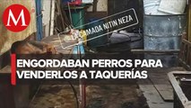 Inicia operativo de rescate en matadero clandestino de perros en Nezahualcóyotl