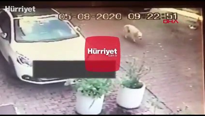 Beşiktaş'ta tepki çeken görüntü  köpeği ezdi, kaçtı