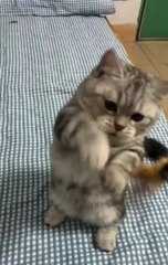 Cute Baby Cat and Dog Funny Compilation