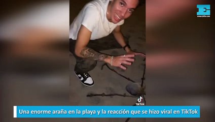 Una enorme araña en la playa y la reacción que se hizo viral en TikTok
