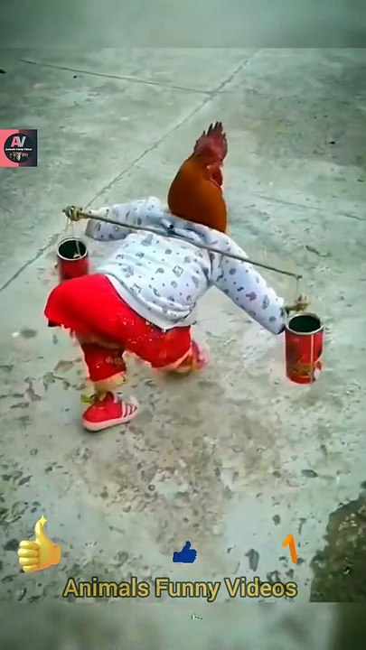 Intelligence Chicken Wearing Dressup | Funny Chicken Videos 2022 | Animals