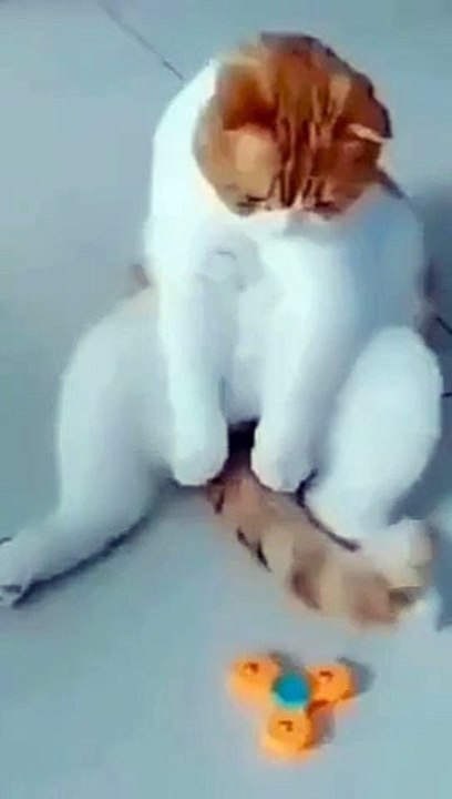 cat with spin