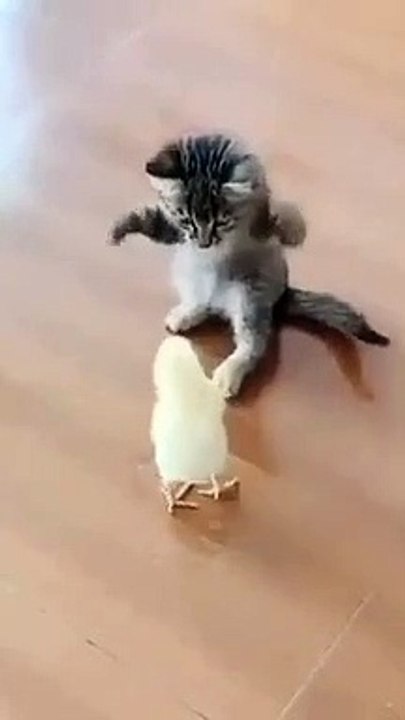 kitten smackdown