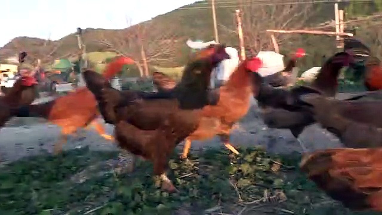 a collection of farmed animals right