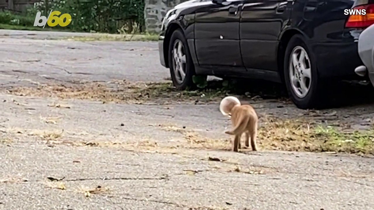 Awww! Meet ‘Buzz Lightyear’ the Cat Who Was Found With a Fish Bowl Stuck on Her Head