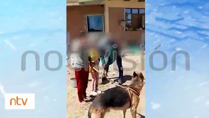 "Mis perros no son malos, son mansitos": Vecinos denuncian la tenencia de canes agresivos, temen por su seguridad