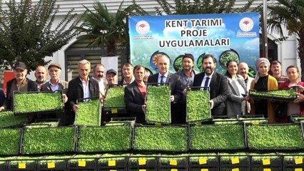 Yalova ekonomi haberi | Yalova'da 35 çiftçiye 500 bin adet kıvırcık fidesi dağıtıldı