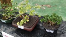 Bonsai mini di pameran hut kota argamakmur ke 46