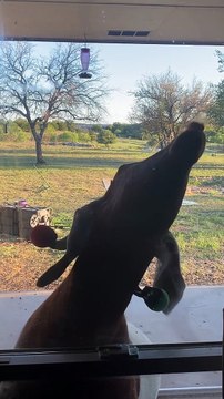 Goat Licks the Glass