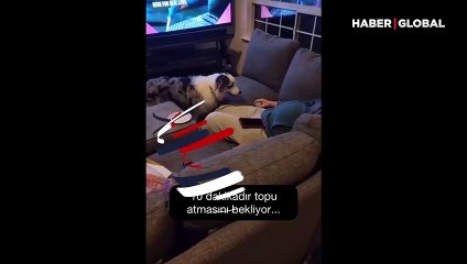 Uyuyan sahibinden 10 dakikadır topu atmasını bekleyen 'şaşkın köpek'