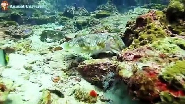 Animals are familiar with relaxing sounds learn about the animal world of cows monkeys cats chike elepant