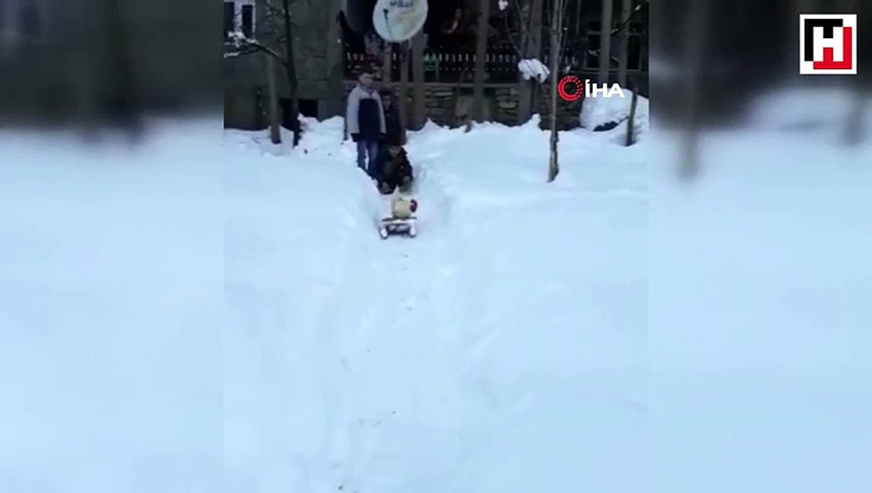 Horozun kızak keyfi