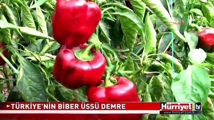 AVRUPA'YA BURADAN İHRAÇ EDİLİYOR.. TÜRKİYE'NİN BİBER ÜSSÜ DEMRE