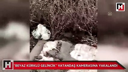 Beyaz kürklü gelincik vatandaş kamerasına yakalandı