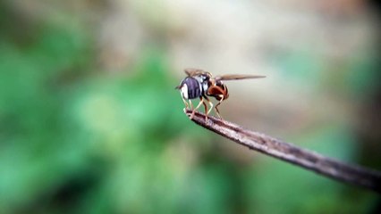 Macro shot testing
