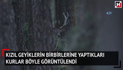 Kızıl geyiklerin birbirlerine yaptıkları kurlar böyle görüntülendi
