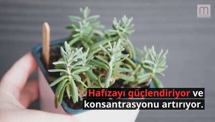 Biberiye Çayı Ne İşe Yarar?