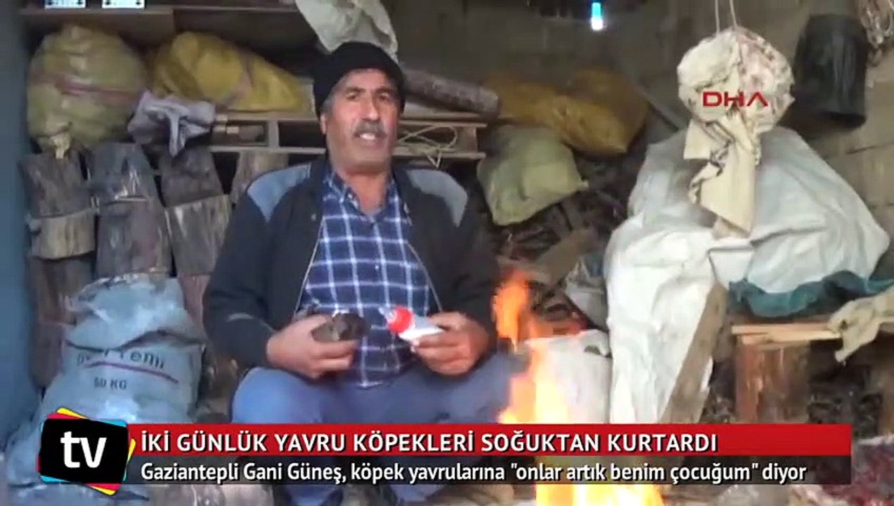 Sokakta bulduğu yavru köpekleri biberonla besliyor