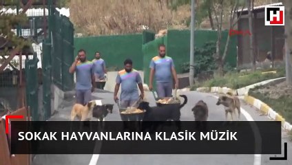 Sokak hayvanlarına klasik müzik