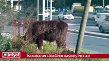 İstanbul'un göbeğinde başıboş inekler