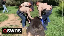 Huge '400-pound' bear has to be dragged by FOUR people after it was found snoozing under a Colorado resident's decking