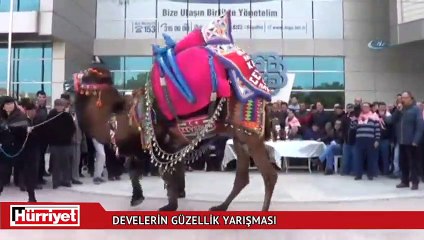 Develerin güzellik yarışması
