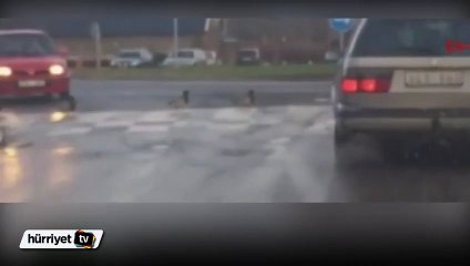 Ördekler bile trafik kurallarına uyuyor