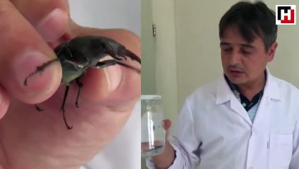 Bu böceğe Japonlar 150 bin dolar veriyor