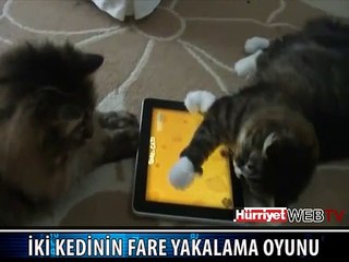 İKİ KEDİ BİR FAREYİ YAKALAYAMADI