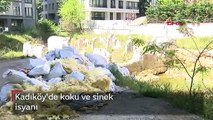 Kadıköy'de koku ve sinek isyanı