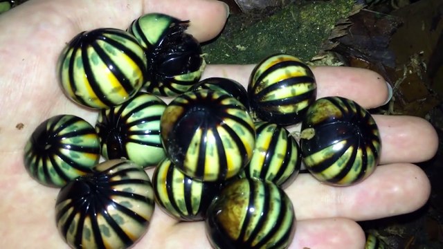 Non ce ne sont pas des gros bonbons... juste des insectes