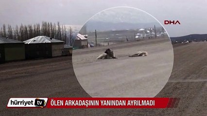 Ölen arkadaşının başından bir an olsun ayrılmadı