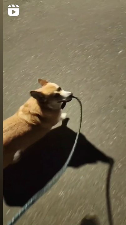 Dog funny video