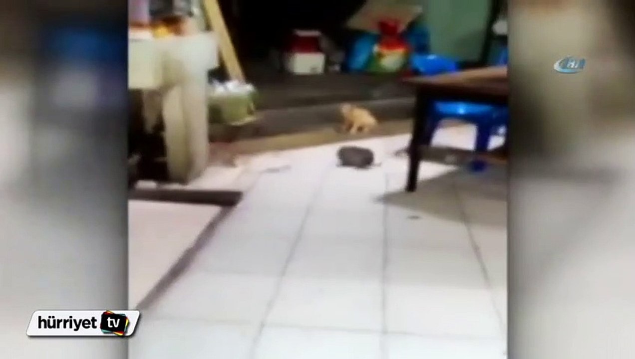 Dev fareler birbirine girdi, kedi şaşkınlıkla izledi