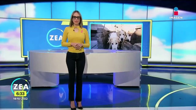 Rescatan a más de 100 perros tras denuncia de venta de carne de lomitos para tacos