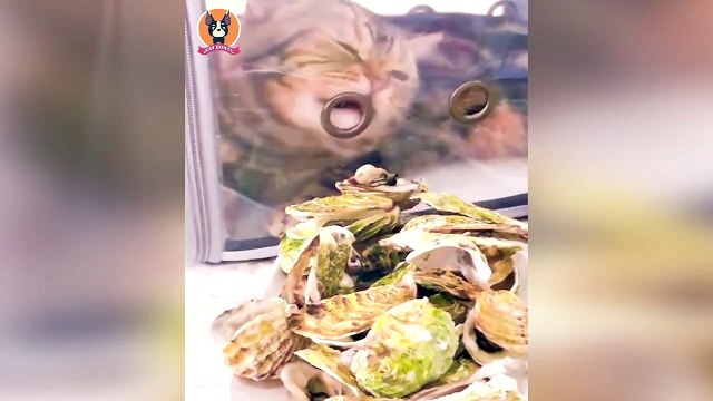 Animais engraçados 2022 - Cães e gatos fofos fazendo coisas engraçadas