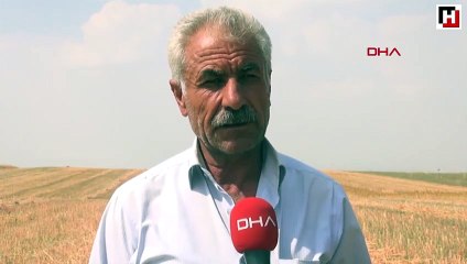 Tatvan'da ilk kez kinoa hasadı yapıldı