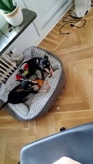 Pups Tippy Tap for Treats