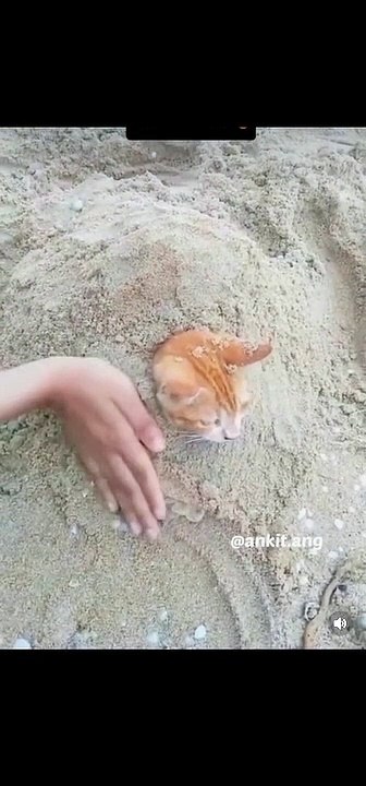 Baggad billa funny compilation
