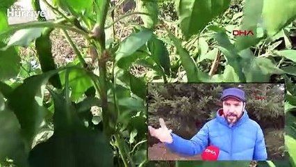 Prof. Dr. Sevgili: Daha önce görmediğimiz böcek türlerine rastlayacağız